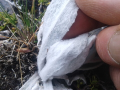 Craspedia lanata lanata