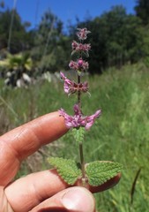 Stachys rigida