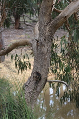 Eucalyptus goniocalyx goniocalyx