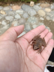 Pristimantis achatinus