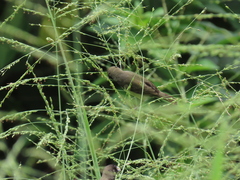 Sporophila nigricollis