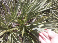 Aciphylla ferox