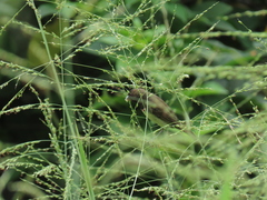 Sporophila nigricollis