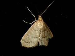 Metasia dicealis