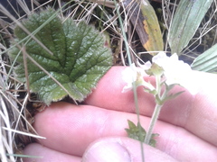 Geum cockaynei