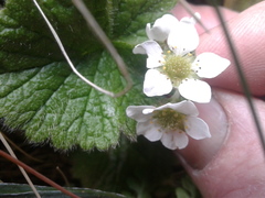 Geum cockaynei