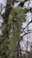 Usnea intermedia
