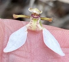 Eriochilus dilatatus