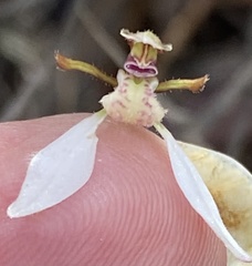 Eriochilus dilatatus