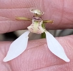 Eriochilus dilatatus