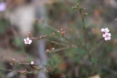 Euryomyrtus ramosissima ramosissima