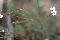 Euryomyrtus ramosissima ramosissima