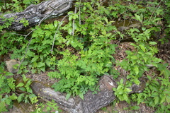 Taenidia