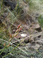 Astragalus conjunctus