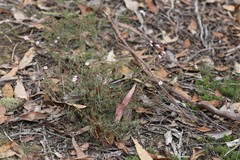 Euryomyrtus ramosissima ramosissima