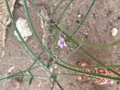 Astragalus ceramicus ceramicus