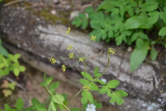 Taenidia