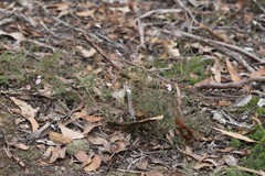 Euryomyrtus ramosissima ramosissima