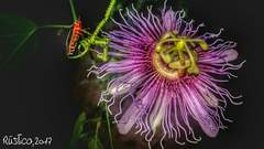 Passiflora serratifolia