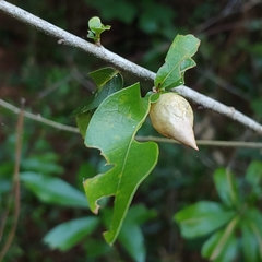 Amphibolips quercuscitriformis