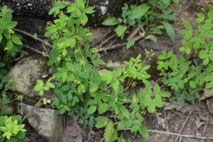 Taenidia