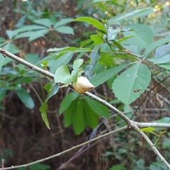 Amphibolips quercuscitriformis