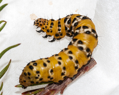 Ctenoplusia lavendula