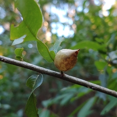 Amphibolips quercuscitriformis