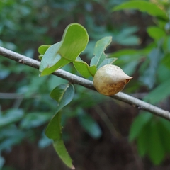 Amphibolips quercuscitriformis