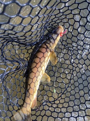 Catostomus catostomus