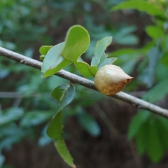 Amphibolips quercuscitriformis