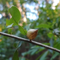 Amphibolips quercuscitriformis