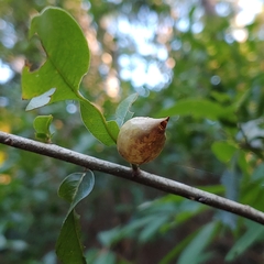 Amphibolips quercuscitriformis