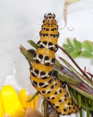 Ctenoplusia lavendula