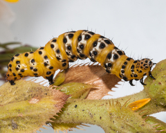 Ctenoplusia lavendula