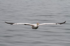 Pelecanus onocrotalus