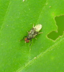 Pachygastrinae