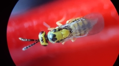 Sigmophora
