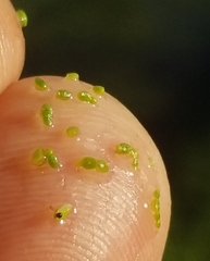 Wolffia brasiliensis