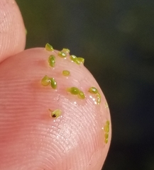 Wolffia brasiliensis