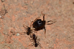 Pheidole rhea