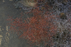 Euphorbia punctulata