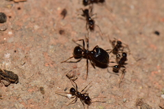 Pheidole rhea