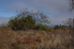 Euphorbia punctulata