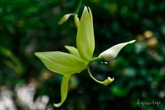 Cycnoches ventricosum