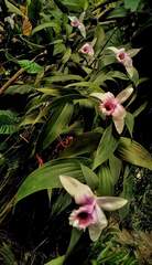 Sobralia decora