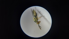 Sigmophora