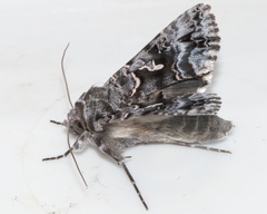 Ctenoplusia lavendula