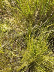 Aristida junciformis