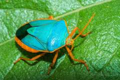 Edessa rufomarginata